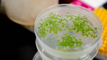 Petri dish with plants inside