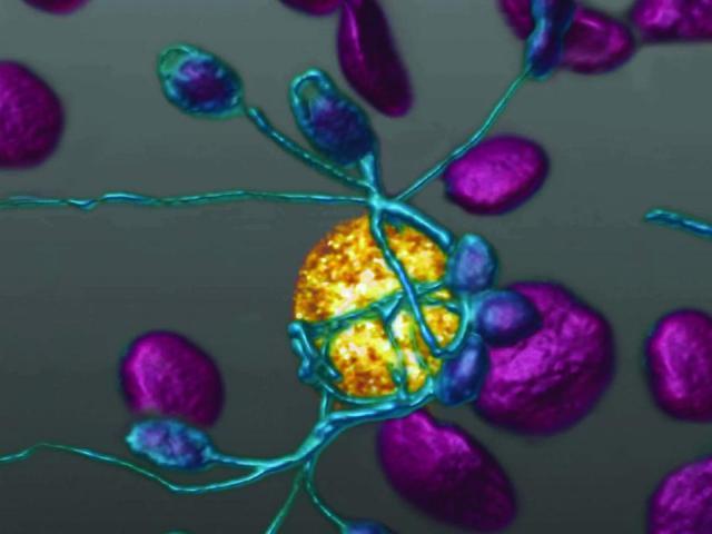Research image