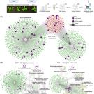 A schematic of TurboID experiments, workflows, and interactome networks highlighting ASK1/CUL1 protein interactions, biological processes, and ubiquitin-related proteins.