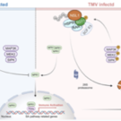 SGT1-NSL1 signaling module that orchestrates plant innate immunity diagram