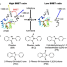 The BRET (Bioluminescence Resonance Energy Transfer) assay system to study ATG4 activity.