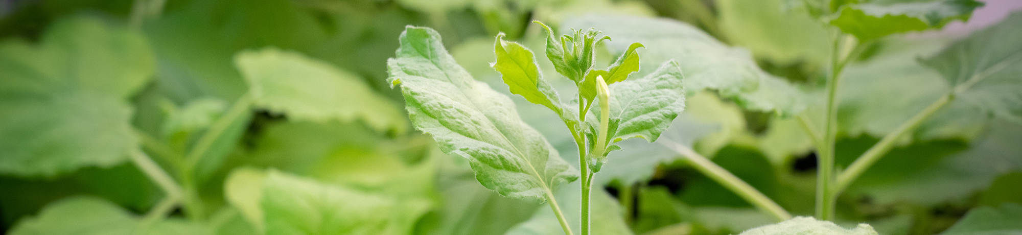 Green plants