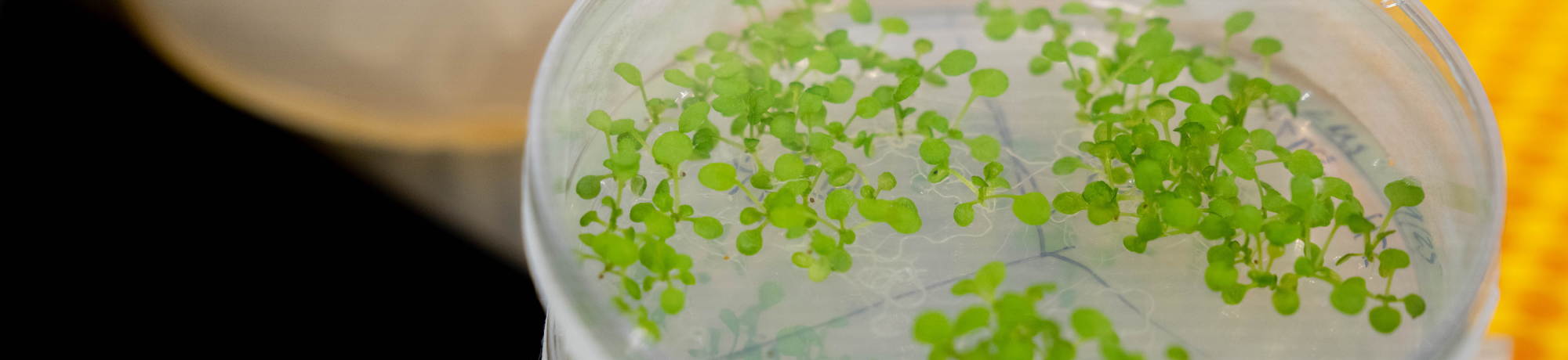 Petri dish with plants inside